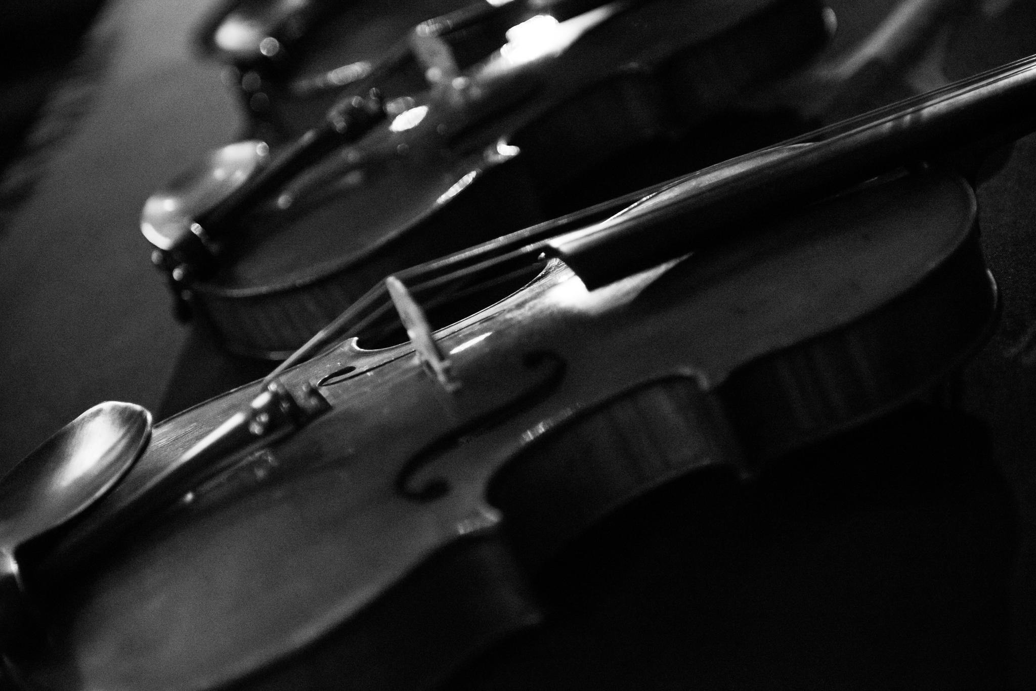 Black and white photo of violins